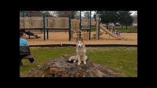 Out of control 5 month old Husky learns off leash obedience OLK9 Knoxville TN [upl. by Desma]