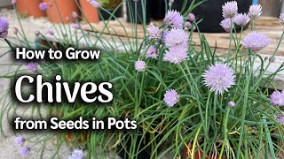 How to Grow Chives from Seed in Pots  Easy Planting Guide [upl. by Jasen]