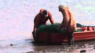 Seine net fishing on the River Exe Devon [upl. by Anaerb]