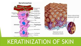 Keratinization of skin [upl. by Gaskins922]