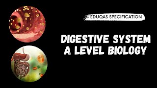 Digestive System A Level Biology Eduqas [upl. by Aseram437]