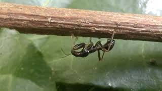 Myrmecoris gracilis the ant resembling bug [upl. by Slaohcin206]