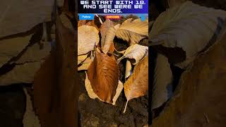 How to care for Isopods isopods dairycows [upl. by Hedwiga]