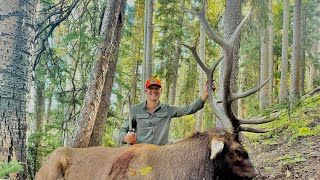 “Muzzleloader Elk Success on Opening Morning in Southwestern Colorado 2024” [upl. by Timms]