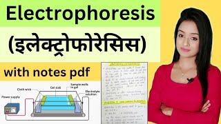 Cell biology L5Electrophoresis bsc zoology first year knowledge adda lion batch [upl. by Adnohsel]