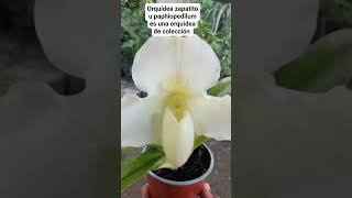 Paphiopedilum [upl. by Ricardama]