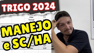 QUAL FOI A PRODUTIVIDADE DO TRIGO [upl. by Nilo8]