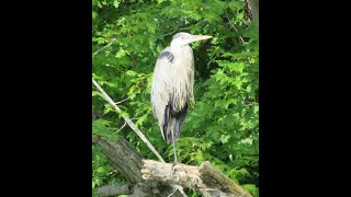 Kayaking at Oromocto A Thatch Island Circumnavigation [upl. by Atnes799]