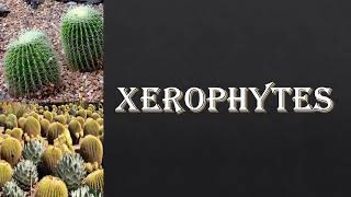 Adaptation in epiphytes and xerophytes xerophytes adaptation ecology [upl. by Nonohcle891]