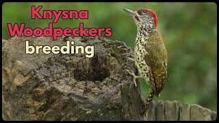 KNYSNA WOODPECKERS BREEDING [upl. by Eikcin]