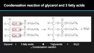 B46 Describe the condensation of glycerol and three fatty acid molecules to make a triglyceride [upl. by Craven501]