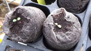 How To Start Perennial Coreopsis Seeds Plus Seedlings Update [upl. by Ellocin]