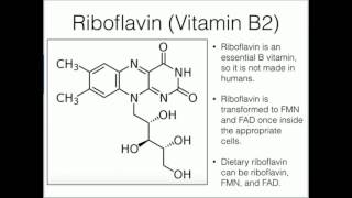 Riboflavin Metabolism and Absorption [upl. by Robin]