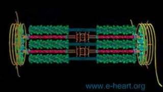 Sarcomere fly thru [upl. by Rust]