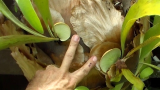 Propagate Staghorn Fern by Cutting [upl. by Benil]