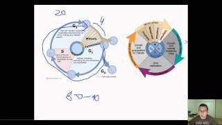 Prokaryotic Binary Fission vs Eukaryotic Cell Cycle [upl. by Nivlem]