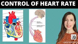 Control of heart rate Role of SAN amp AVN in the cardiac cycle Parasympathetic amp sympathetic nerves [upl. by Yesnel527]