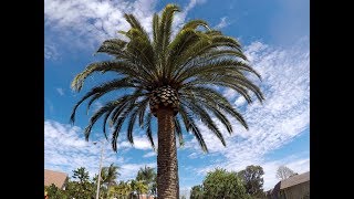 Otro trabajo de palma Canariensis another job of Canary Island Date Palm [upl. by Ojeitak]