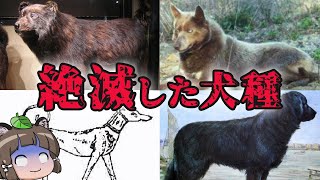 【滅亡】地球から姿を消した…絶滅した犬種6選 パート2 [upl. by Ranilopa]