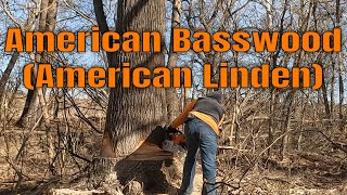 Cutting a Basswood double  American Basswood American Linden [upl. by Ferriter]