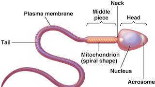 Spermatogenesis  How sperm cells are produced DrNY  theanatomylab [upl. by Elatnahs]