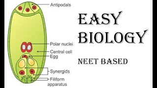 Megasporogenesis and Development of Monosporic Embryo sac [upl. by Tiossem]