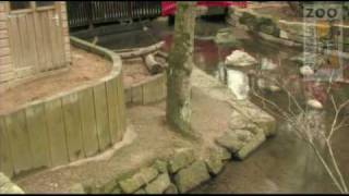 Junior Keeper Otter Experience at Newquay Zoo [upl. by Yleen82]