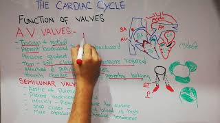 CVS physiology 8  Heart valves  Atrioventricular and semilunar valves  Tricuspid  Mitral [upl. by Hoo567]