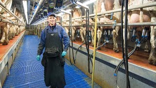 Milking Robots out Swing over milking parlour in for dutch dairy farmer [upl. by Melc]