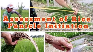 Assessment of Rice PANICLE INITIATION before Final Topdressing [upl. by Laforge524]