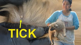 Get rid ticks from puppy [upl. by Gerrard]