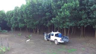 Granja Silvicola  Acacia Mangium en Tabasco [upl. by Aicatsanna520]