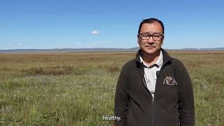 Restoring peatlands and enhancing livelihoods of communities in Mongolia [upl. by Ytram871]