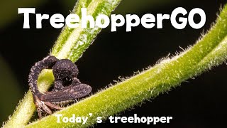 Treehoppers of the week [upl. by Ellwood]