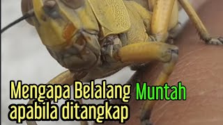 Belalang Kayu muntah bila ditangkap [upl. by Nibbs]