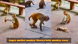 Angry mother monkey throws baby monkey away unfortunate baby monkey meets bad mother [upl. by Patty919]