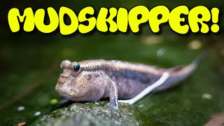 Mudskipper Care Guide [upl. by Willa]