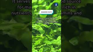 Seaweed Facts shorts seaweed [upl. by Moth]