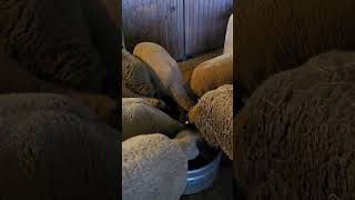 Wooly coats animalfarming farming sheep [upl. by Eanod217]