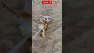 How To Train Your Pet  🐕🐈🐾🤣😁shorts cat dog pets shortsfeed ytshorts reels funnyvideo baby [upl. by Etsirhc]