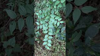 Ziziphus oenopolia a wild edible fruits of Odisha wildedibles odisha medicinals indiantree [upl. by Acinoed]