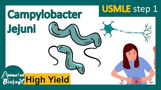 Campylobacter jejuni  Pathology  Campylobacter jejuni and Guillain Barre syndrome  USMLE [upl. by Nahgen]