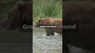 JawDropping Facts About the Grolar Bear [upl. by Ardnuahc]