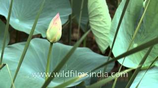 Bud of Lotus flower Nelumbo nucifera [upl. by Kalinda993]