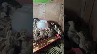 2 weeks old baby chickens backyardbreeders chicken backyardchickens chicks [upl. by Alfonso119]