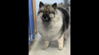 Amazing keeshond CC [upl. by Iz980]