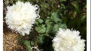 Мак пионовидный Белое Облако papaver paeoniflorum White Cloud [upl. by Esertap]