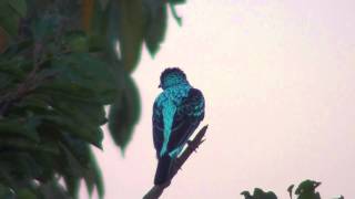 Spangled Cotinga [upl. by Foscalina]