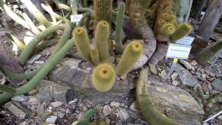 Besuch Botanischer Garten Berlin Cactus Kakteen HD 10 2015 [upl. by Ettesus]