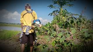 NAPPI SENGDOKPA FISH FARMING LIFE [upl. by Lynelle]